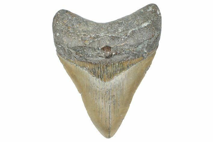 Serrated, Fossil Megalodon Tooth - North Carolina #358934
